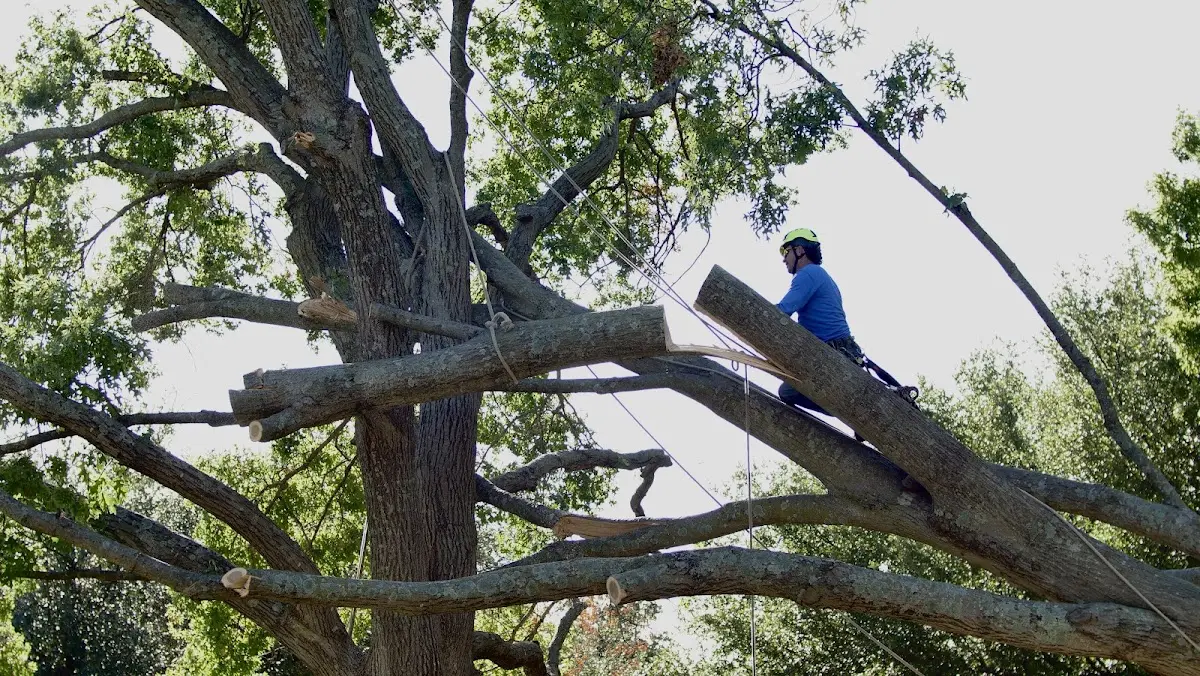 Professional Crown Thinning performed by certified arborists in Verona
