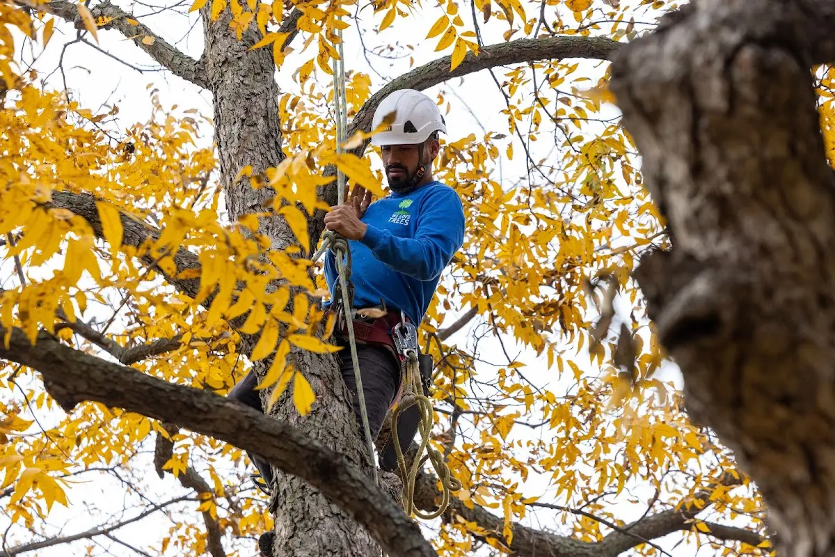Skilled Tree Transplanting crew working in Verona